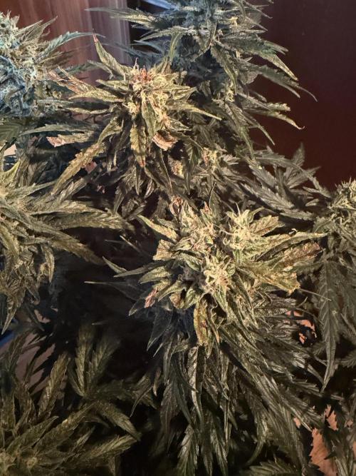 Guava Sundae Auto. Week 11