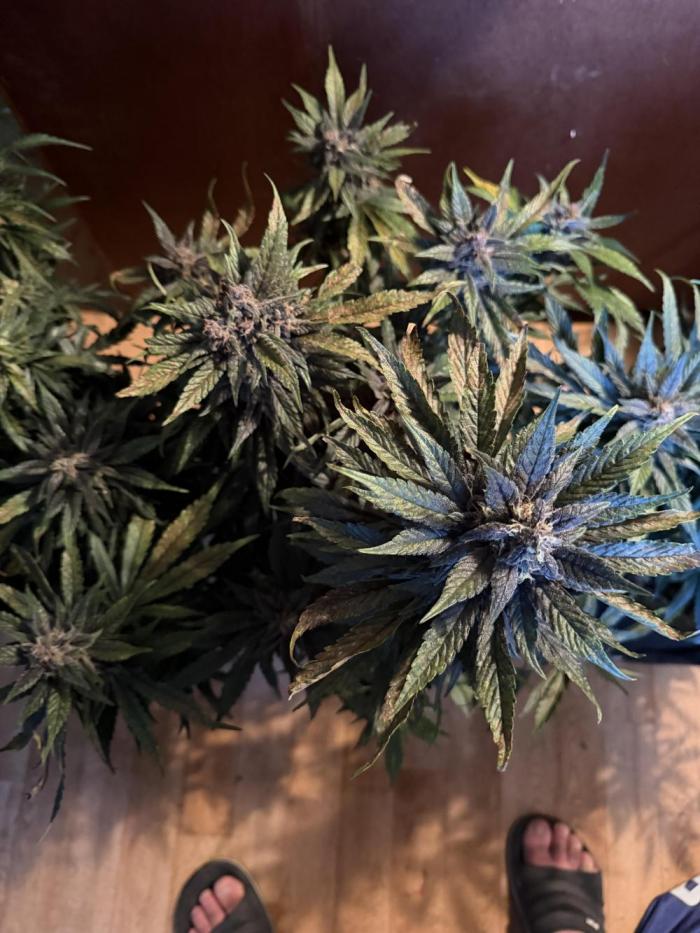 420 - Lemon Cherry Cookies. Week 11