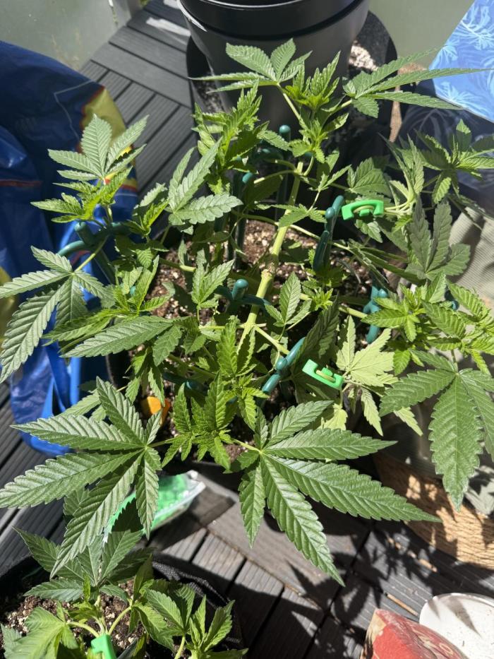 The Gassy One. Week 8
