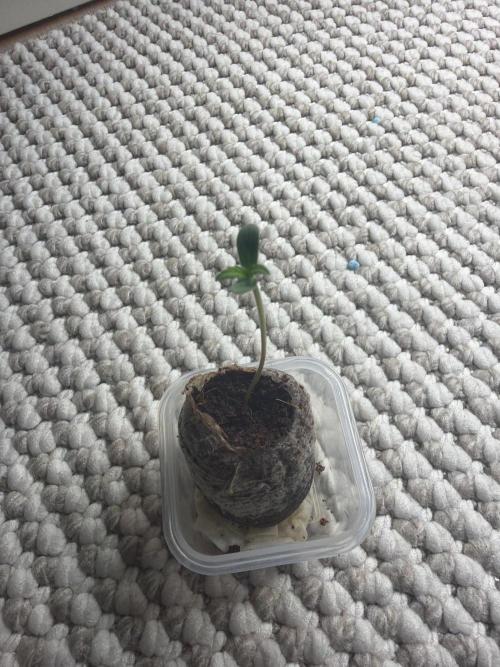 Expert Seeds - Blue Cheese Auto. Week 1