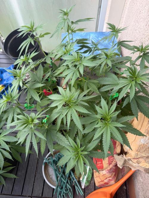 The Gassy One . Week 11