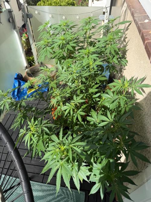 The Devil Cookie One - SSSC. Week 15