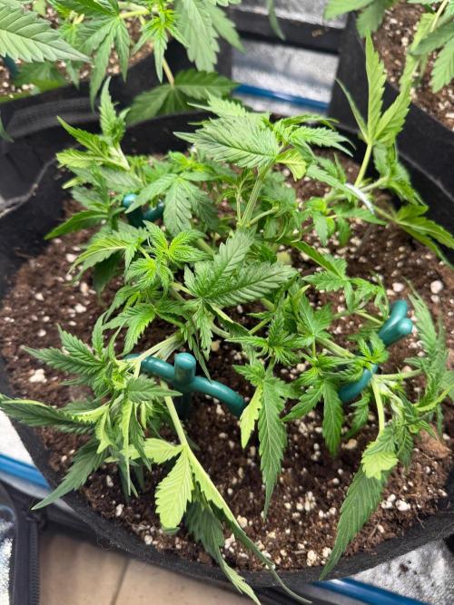 FC-E1500 150W LED. Week 4