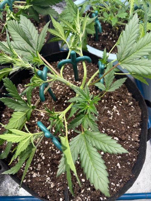 FastBuds - RF3. Week 4