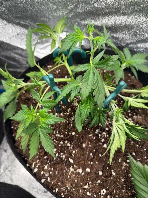 FastBuds - RF3. Week 4