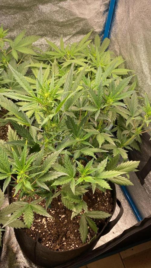 FastBuds - RF3. Week 5