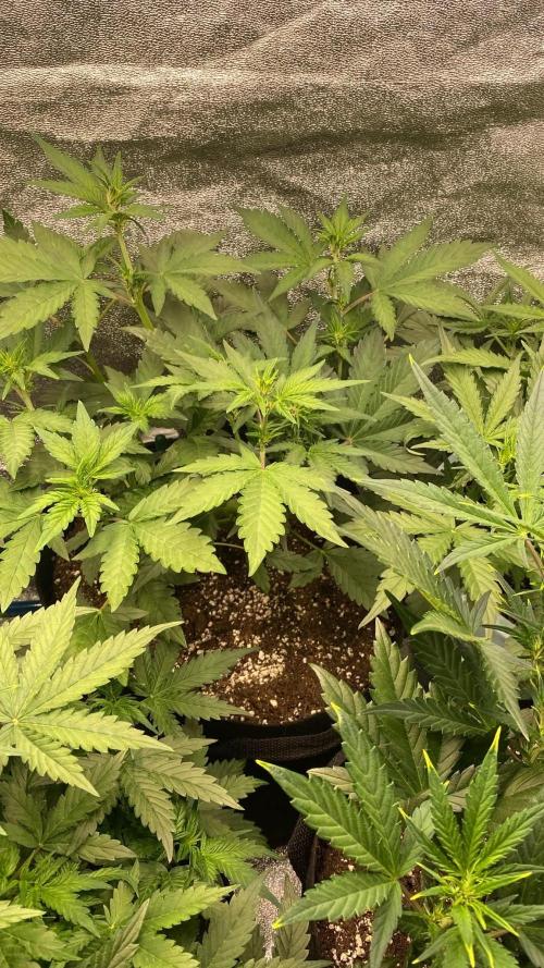 FastBuds - RF3. Week 5