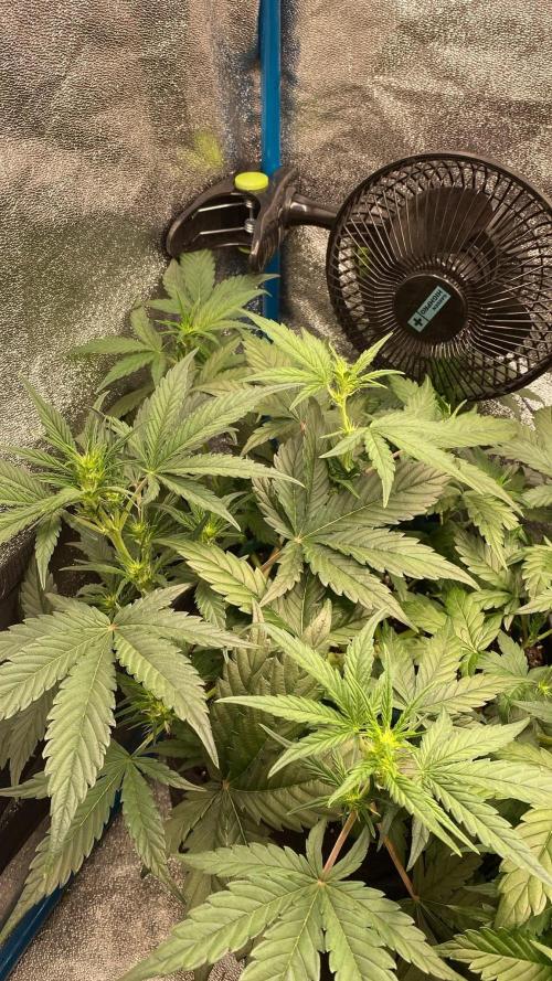 FastBuds - RF3. Week 5