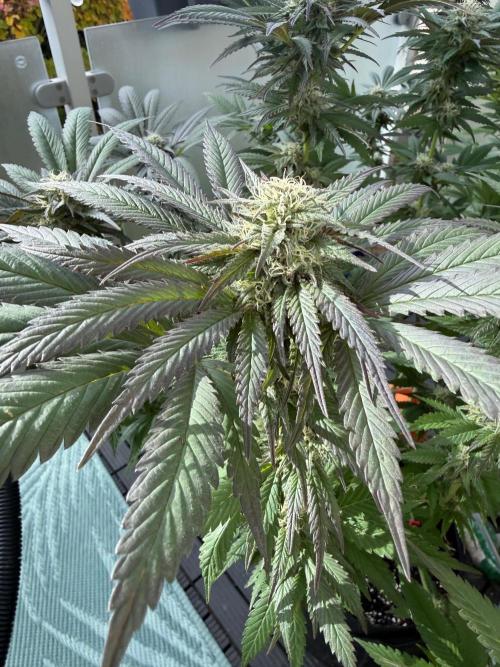 The Gassy One. Week 20
