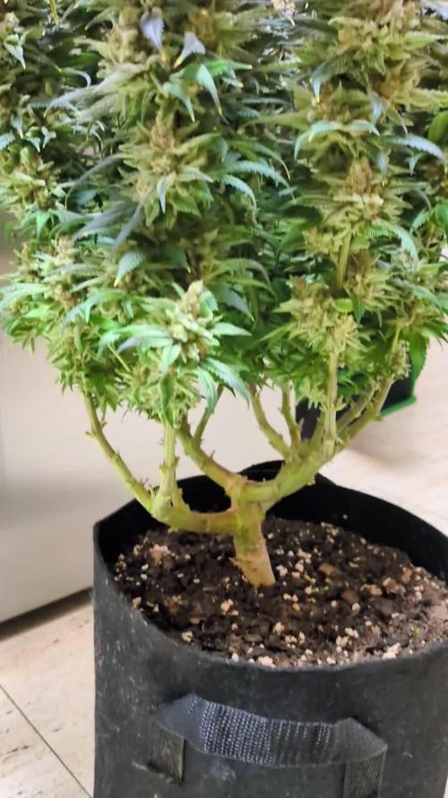 Laughing Buddha - 40x40 cm Growtent
