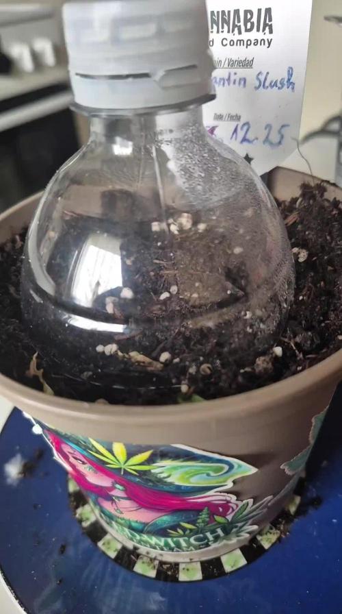 Growgoku420_official