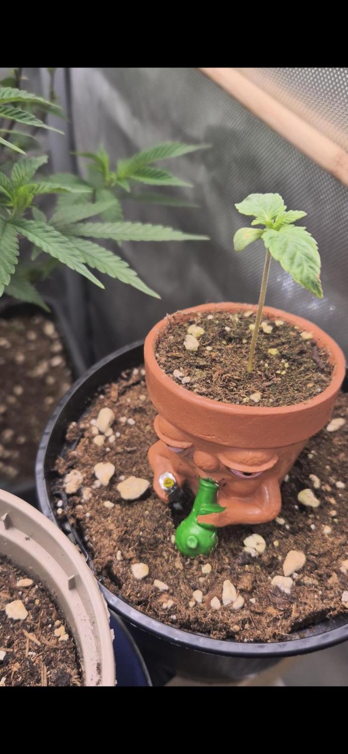 Seeds test. Week 1 - Tag 6 der cherry Dream und sie wächst ganz gut