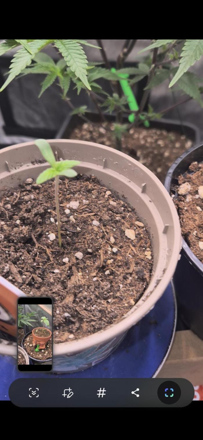 Kannabiaseeds  Apple fritter. Week 0 - Die Apple fritter ist nach 50h schon gekeimt auf dem bild ist tag 