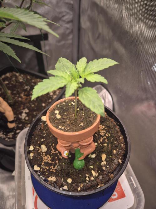 Seeds test. Week 2 - Woche 2 das 2 Blatt paar ist schon da. Und das 3 ist schon sichtbar. Bisher läu.