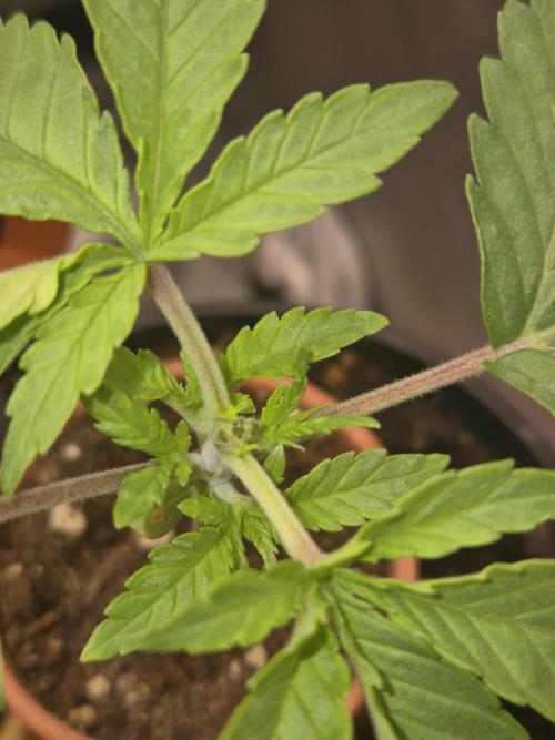 Seeds test. Week 3 - Topping 