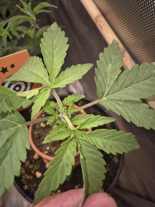 Seeds test. Week 3 - Cherry Dream Topping 