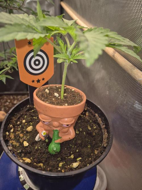 Seeds test. Week 3 - Cherry Dream  21tage alt.  Wurde getoppt 