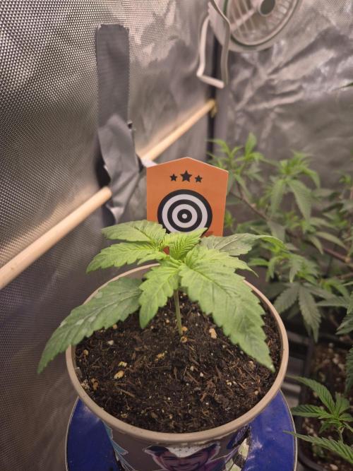 Seeds test. Week 3 - Apple fritter  