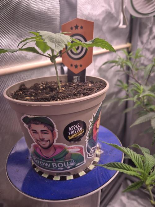 Seeds test. Week 3 - Apple fritter 