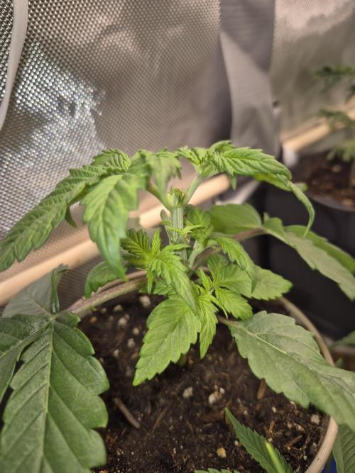 Kannabiaseeds  Apple fritter. Week 2 - Apple fritter getoppt wächst super. 