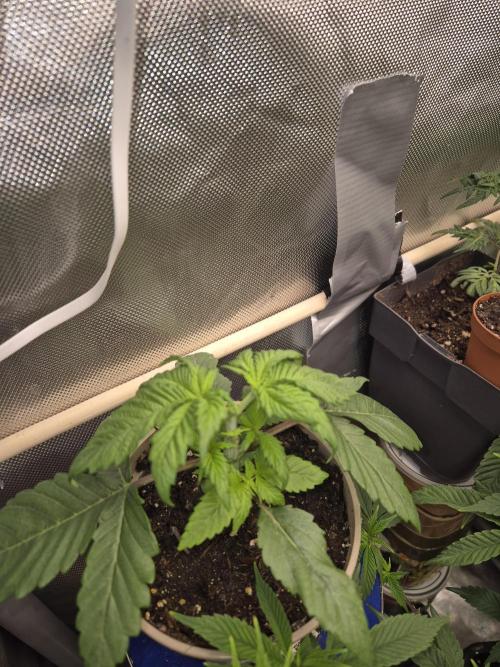 Kannabiaseeds  Apple fritter. Week 2