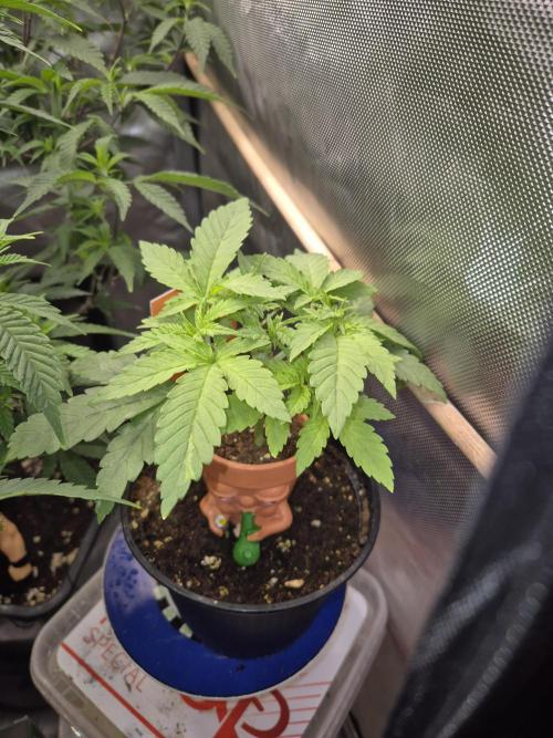 Seeds test. Week 4 - Woche 4 die cherry Dream wurde in Woche 3. Topping 