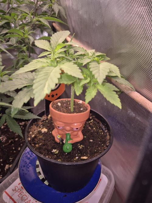 Seeds test. Week 4 - Mann sieht das Topping zeigt seine Wirkung sie geht in breite 