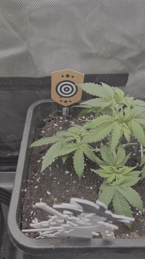 Seeds test