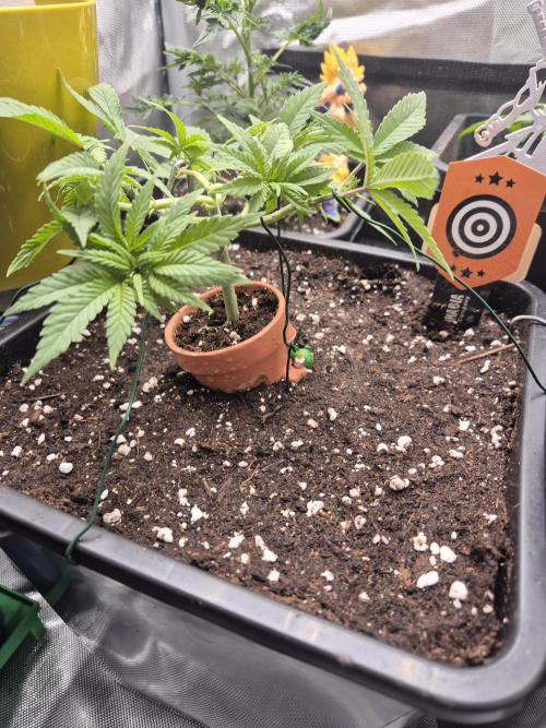 Seeds test. Week 5 - Cherry Dream steht jetzt im 15l Topf und fürs bewurzeln mükoritza  bekommen 