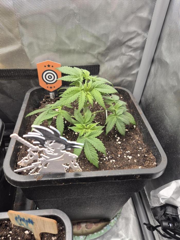Kannabiaseeds  Apple fritter. Week 3 - So jetzt steht die Apple fritter in ihren 11l topf 
Und kann sich schön ausbreit