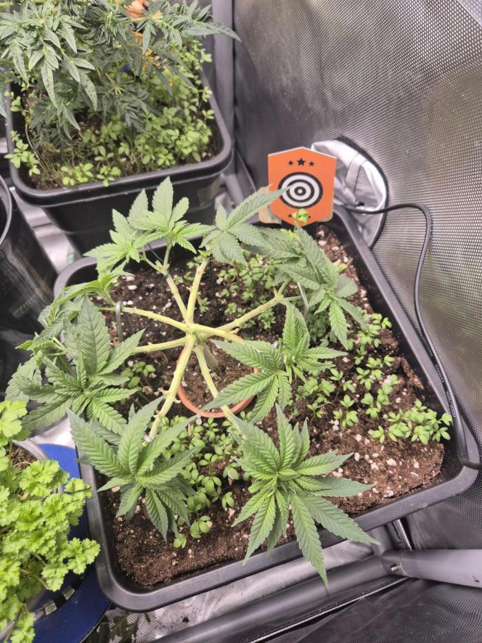 Seeds test. Week 6 - Lst Training und 2×alle nodien getoppt 