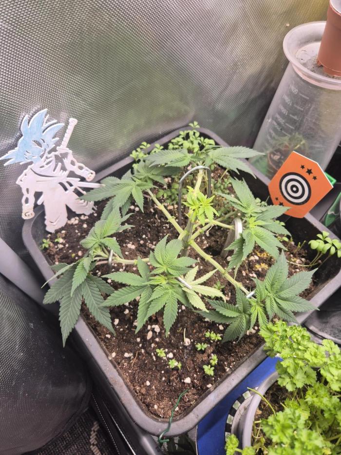 Kannabiaseeds  Apple fritter. Week 4 - Greenpower5in1 