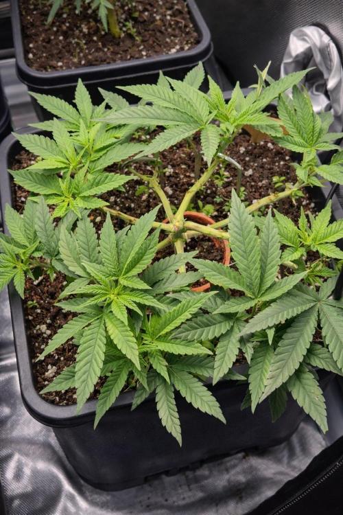 Seeds test. Week 7