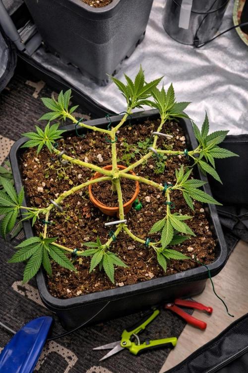 Seeds test. Week 7 - LST Training 16 Triebe 
