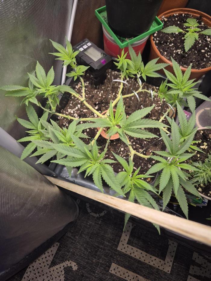 Seeds test. Week 8
