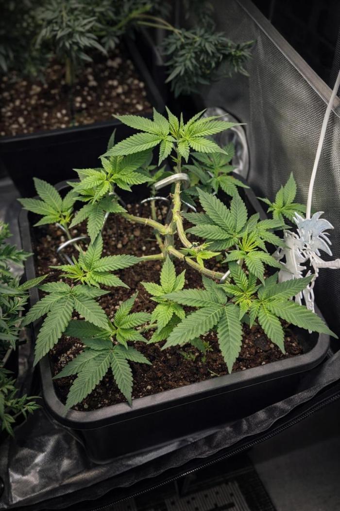 Kannabiaseeds  Apple fritter. Week 7 - Woche 7  ist bißchen was schief gelaufen beim Training ist ein ast abgebrochen 