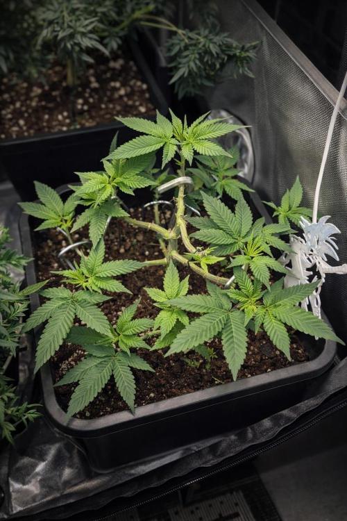 Apple Fritter. Week 7