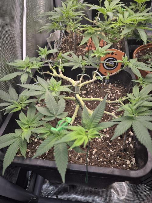 Kannabiaseeds  Apple fritter. Week 8 - Week 8 a third time topped now I let them grow 