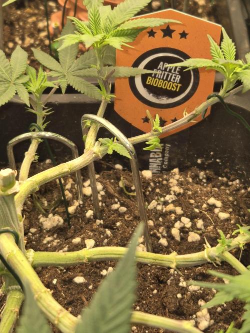 Apple Fritter. Week 8