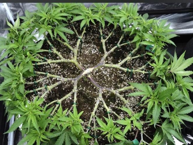 Seeds test. Week 9