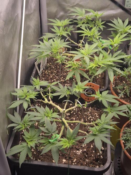 Seeds test. Week 9 - Hintere ist die cherry Dream. Vorne die Apple fritter.  