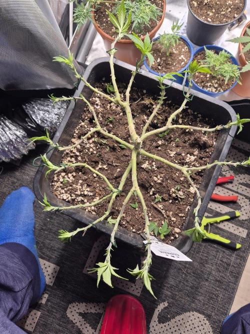 Apple Fritter. Week 9
