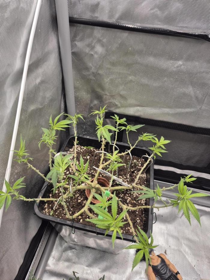 Seeds test. Week 10 - Wegen kleinen mehltau Problemen habe ich sie entlaubt und mit nem Öl versorgt 