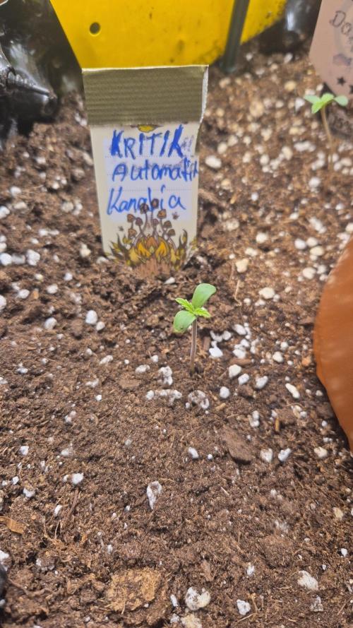 Outdoor kannabia run. Week 0 - Keine Probleme nach 50h ist sie schon in der erde aufgegangen und stand da. 