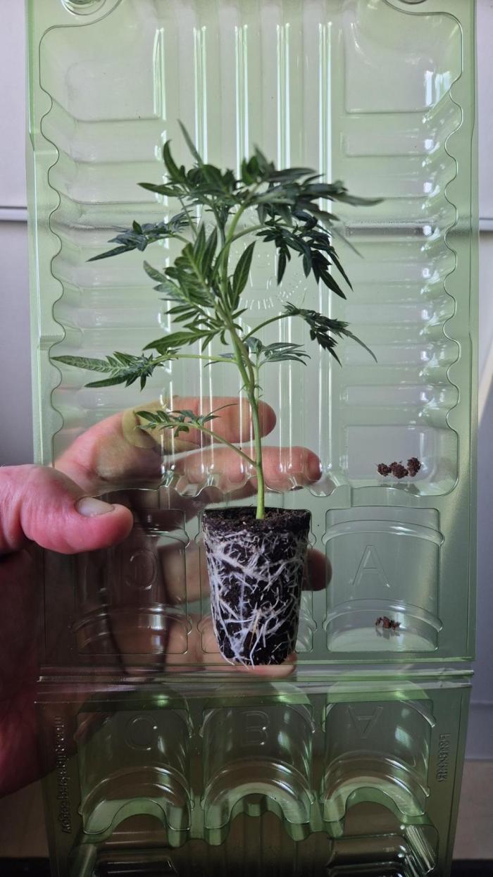 Frikshow humboldseeds. Week 0 - Frikshow Humboldtcompany