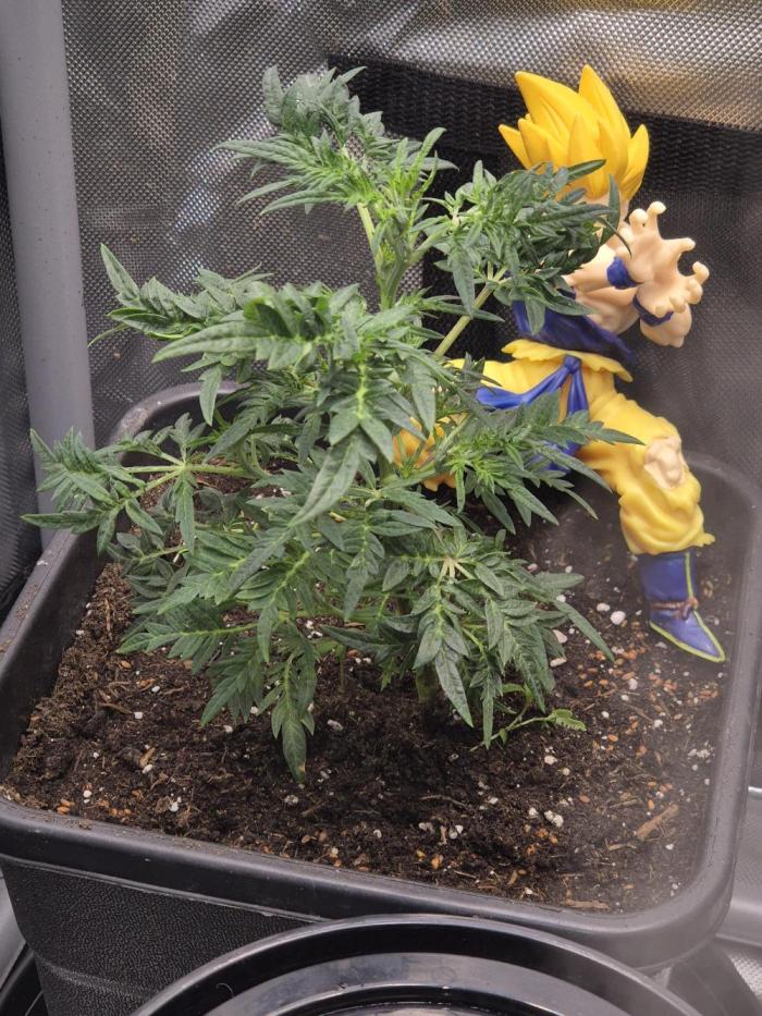 Frikshow humboldseeds. Week 1 - Erste woche keine Vorkommnisse alles läuft gut Wurzeln breiten sich aus.