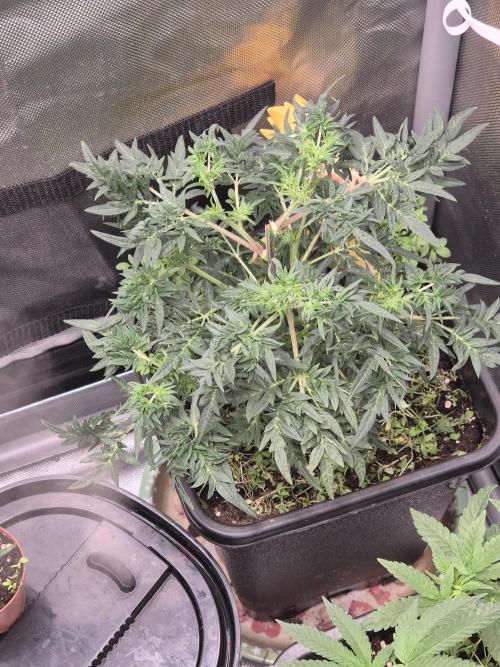 Frikshow humboldseeds. Week 2 - Woche 2 Toppen des hauptriebes 