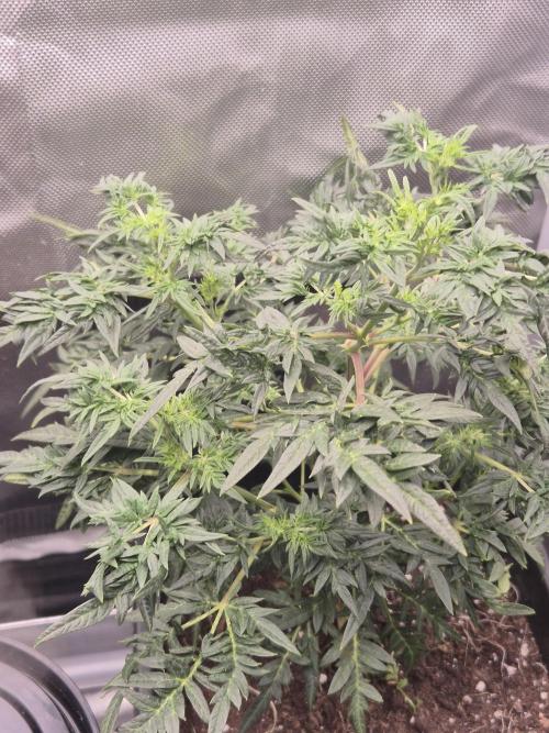 Frikshow humboldseeds. Week 2 - Wachstum ist top