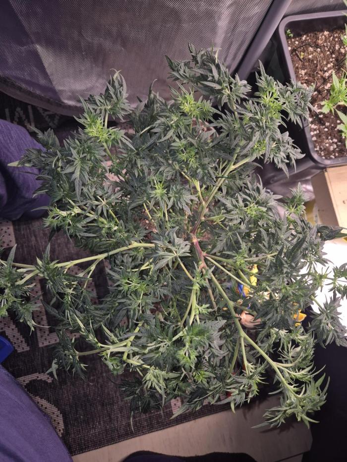 Frikshow humboldseeds. Week 3 - Das Toppen hat die super frikshow gut überstanden und geht in die breite 