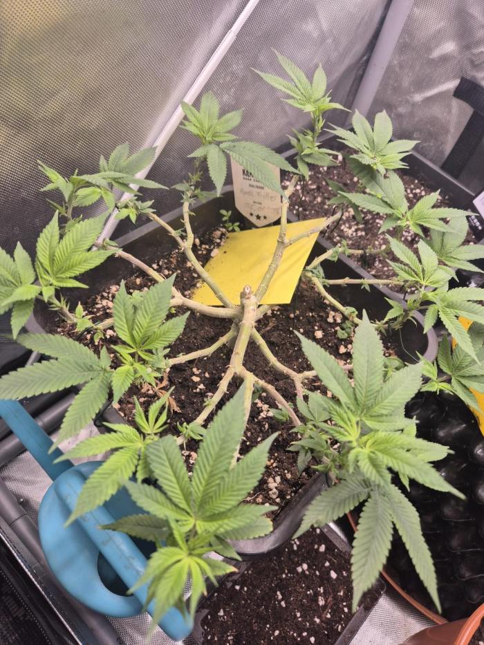 Kannabiaseeds  Apple fritter. Week 9 - Lasse die Apple fritter jetzt einfach wachsen. 9wochen ist sie alt fast 10. 